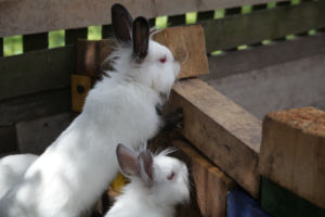 Hasen-Auslauf-Bauernhof-Schaut-frech