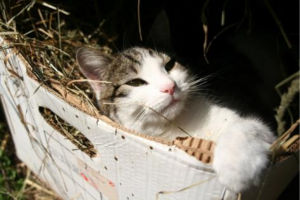 Katze-macht-Urlaub