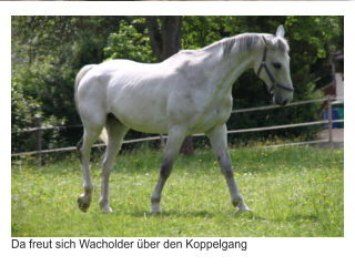 Wacholder-Bauernhof-Pferd-Koppel